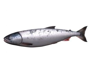 sake fish 3D Model