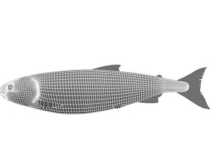 sake fish 3D Model