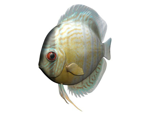 royalgreendiscus 3D Model .c4d .max .obj .3ds .fbx .stl .blend 