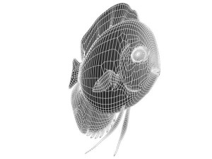 royalgreendiscus 3D-Modell