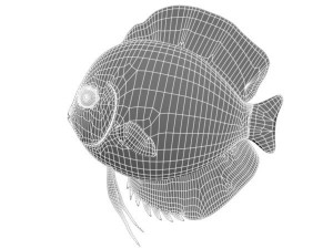 royalgreendiscus 3D-Modell
