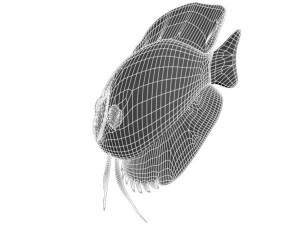 royalgreendiscus 3D-Modell