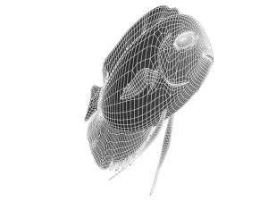 royalgreendiscus 3D-Modell
