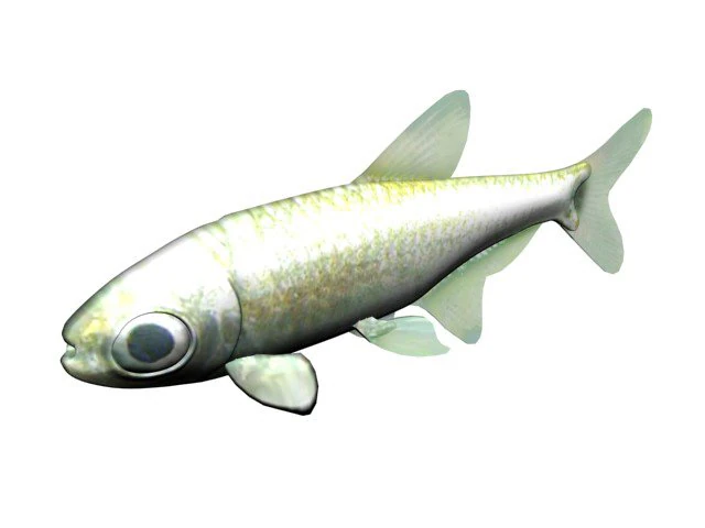 platinumtetra fish 3D Model .c4d .max .obj .3ds .fbx .stl .blend 