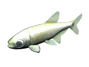 peixe tetra platina Modelo 3D