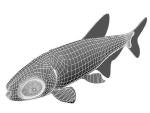 platinumtetra fish 3D मॉडल