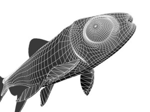 platinumtetra fish 3D मॉडल
