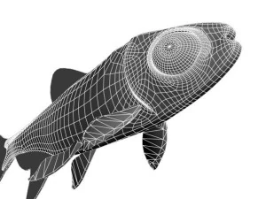 platinumtetra fish 3D Model