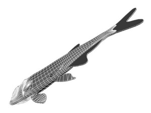 platinumtetra fish 3D मॉडल
