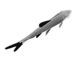platinumtetra fish 3D मॉडल