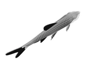 platinumtetra fish 3D Model