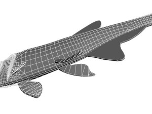 platinumtetra fish 3D मॉडल