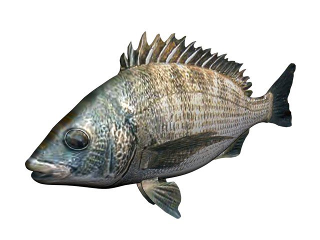 kurodai fish 3D Model .c4d .max .obj .3ds .fbx .stl .blend 