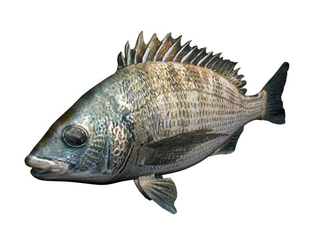 kurodai fish 3D Model .c4d .max .obj .3ds .fbx .stl .blend 
