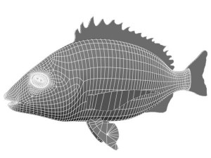 kurodai fish 3D Model