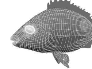 kurodai fish 3D Model