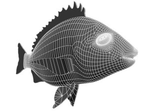 kurodai fish 3D Model