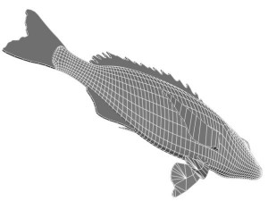 kurodai fish 3D Model