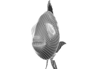 kurodai fish 3D Model