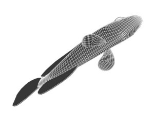 kumanomi fish Modèle 3D
