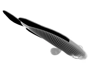 kumanomi fish 3D Model