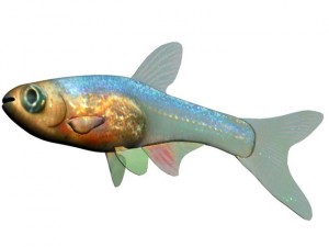 blueneon fish 3D Model
