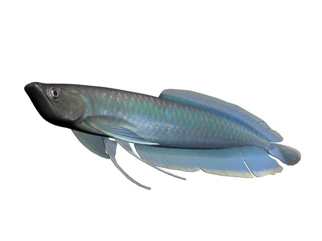 arowana fish 3D Model .c4d .max .obj .3ds .fbx .stl .blend 