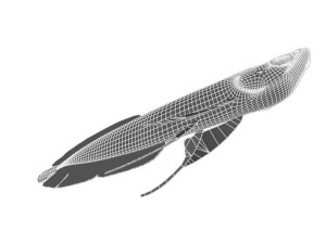 arowana fish Modello 3D