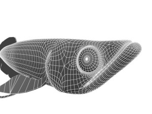 arowana fish Modello 3D
