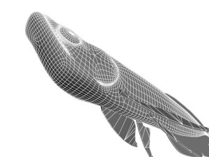 arowana fish Modello 3D