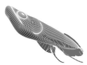 arowana fish Modello 3D