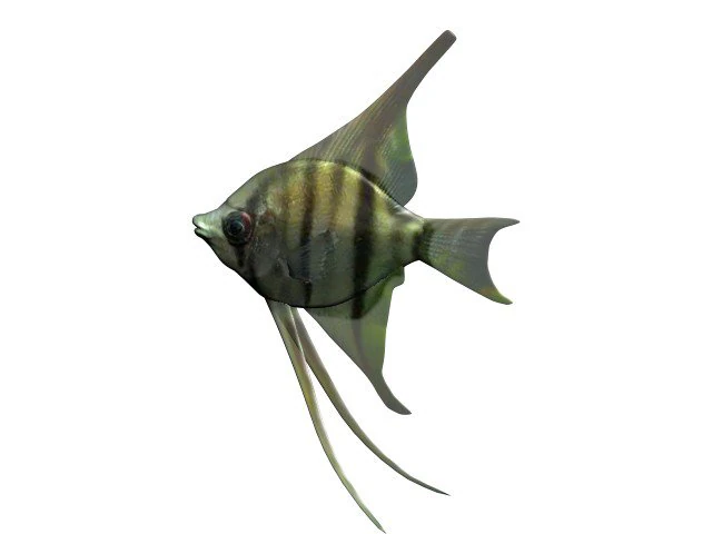 angelfish fish 3D Model .c4d .max .obj .3ds .fbx .stl .blend