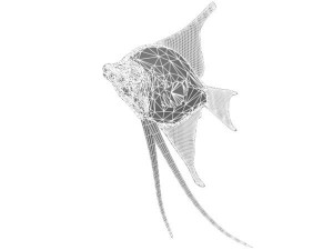 angelfish fish 3D Модель