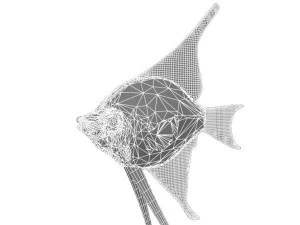 angelfish fish 3D Model
