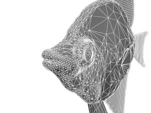 angelfish fish 3D Модель