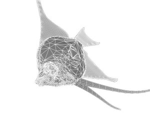 angelfish fish 3D Модель