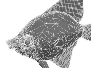 angelfish fish 3D Model