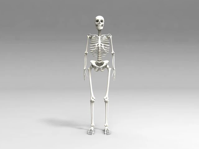 skull 3D Model .c4d .max .obj .3ds .fbx .stl .blend 