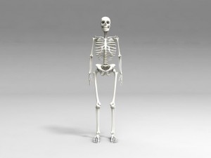 skull 3D Модель
