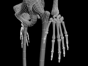skull Modello 3D