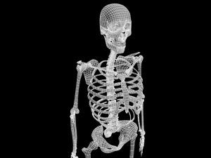 skull 3D Model