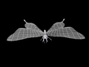 ageha 3D Model