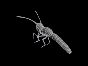 ageha 3D Model