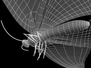 karasuageha 3D Model