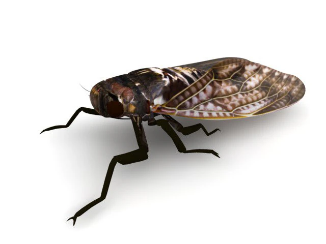 semi 3D Model .c4d .max .obj .3ds .fbx .stl .blend