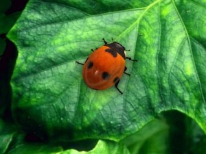 Tentoumushi 3D Modell