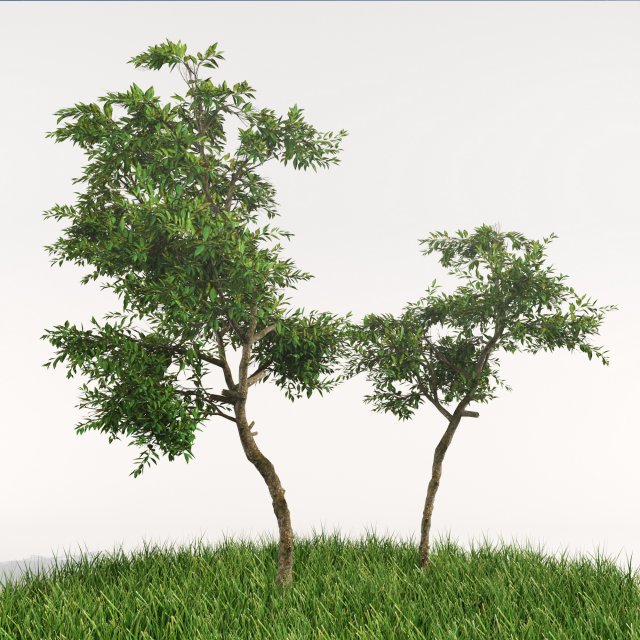 orangetree Modello 3D .c4d .max .obj .3ds .fbx .stl .blend 