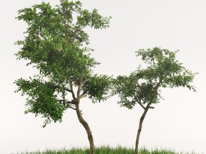 orangetree 3D Model