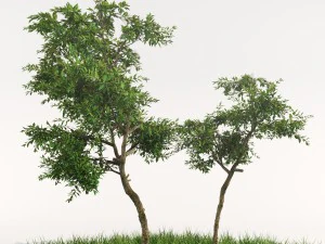 नारंगी का पेड़ 3D मॉडल