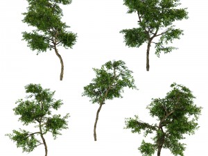 orangetree Modello 3D